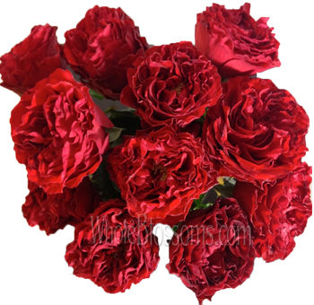Romantic red Eternity garden roses, perfect for premium weddings, bold floral designs, and elegant rose arrangements.
