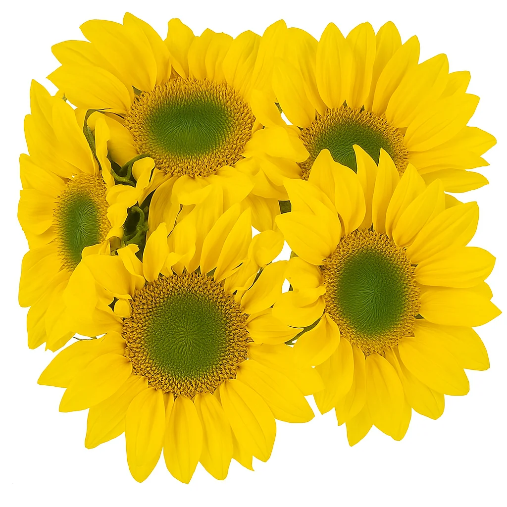Bulk green-centered sunflowers with vibrant yellow petals and bold faces, perfect for outdoor events and floral installations.