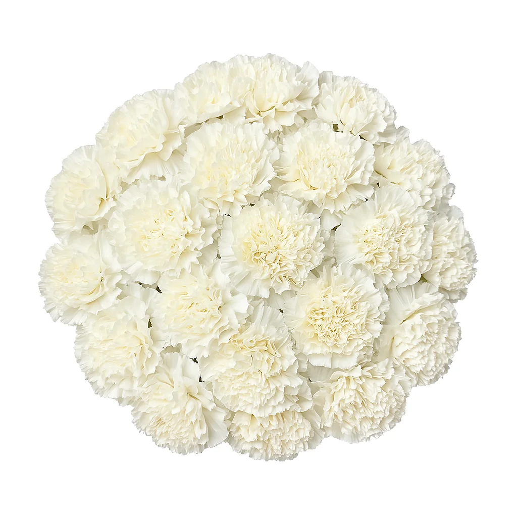 White Carnations featured in a sympathy floral arrangement with peaceful elegance and soft symbolic meaning.