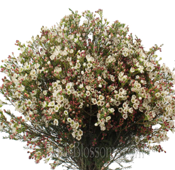 White wax flowers with delicate blooms, perfect for weddings, floral gifts, and soft romantic arrangements.