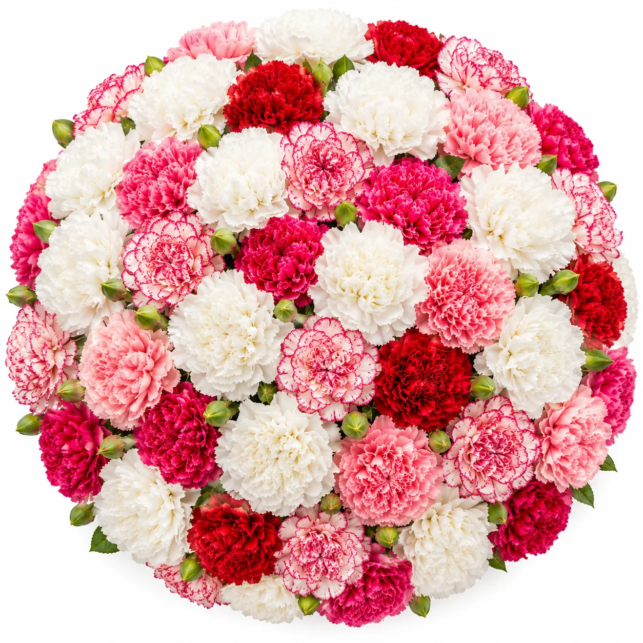 Vibrant long-lasting wholesale carnations in bulk delivered farm-fresh.