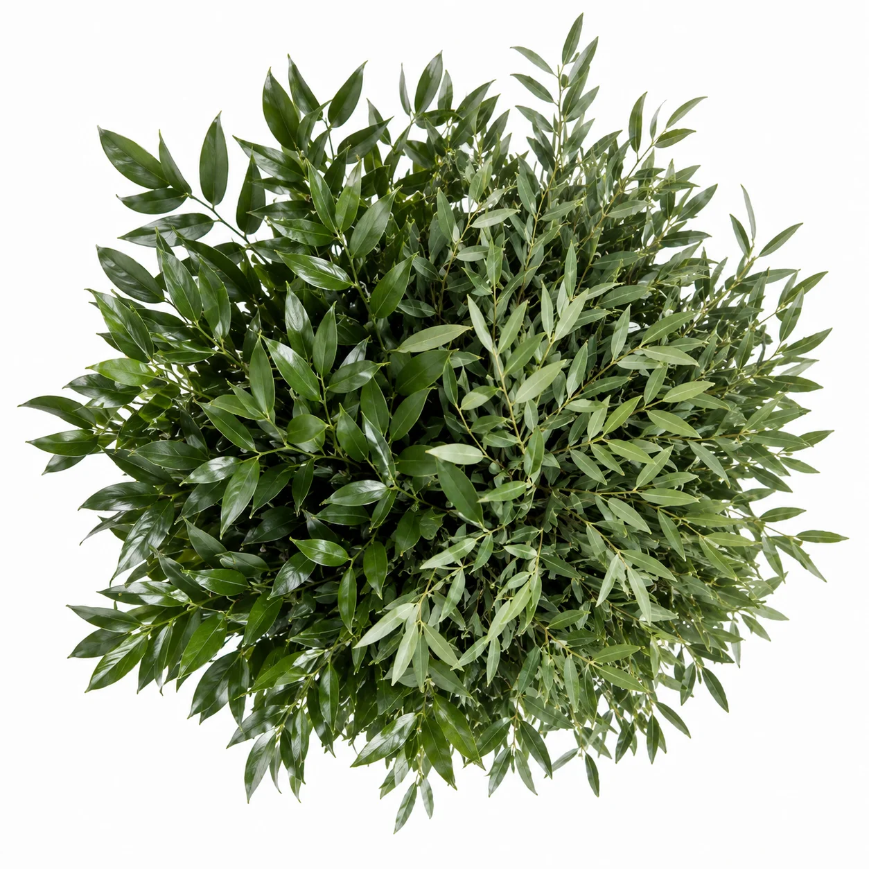 Lush fresh wholesale Italian ruscus and foliage in bulk for wedding flower arrangements and greenery garlands.