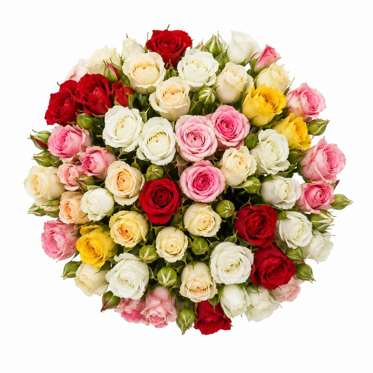 Multi-bloom wholesale spray roses in bulk for corsages, boutonnieres, and floral arrangements.