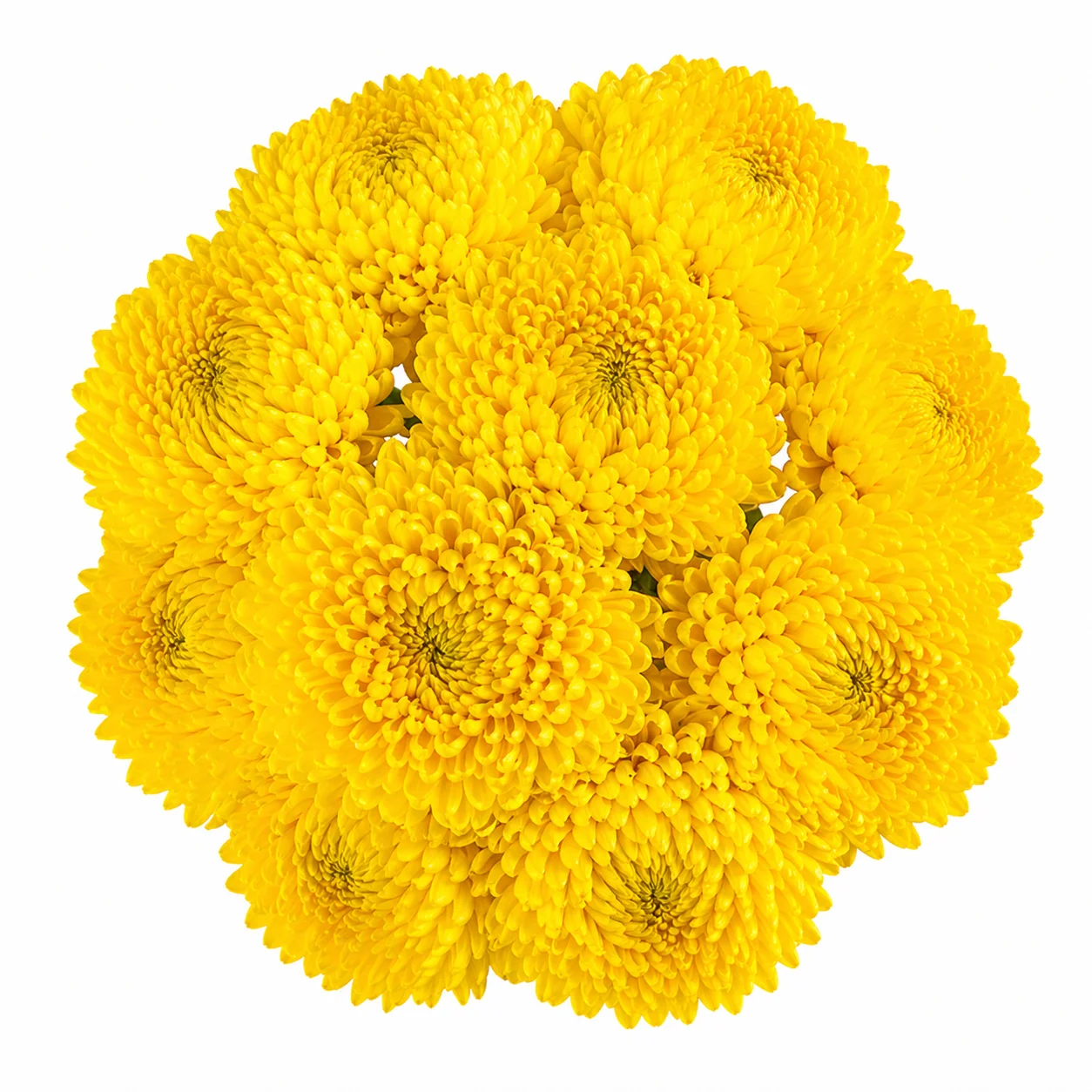 Bulk yellow cremon mums - wholesale fresh golden blooms perfect for wedding flowers, centerpieces and event arrangements.