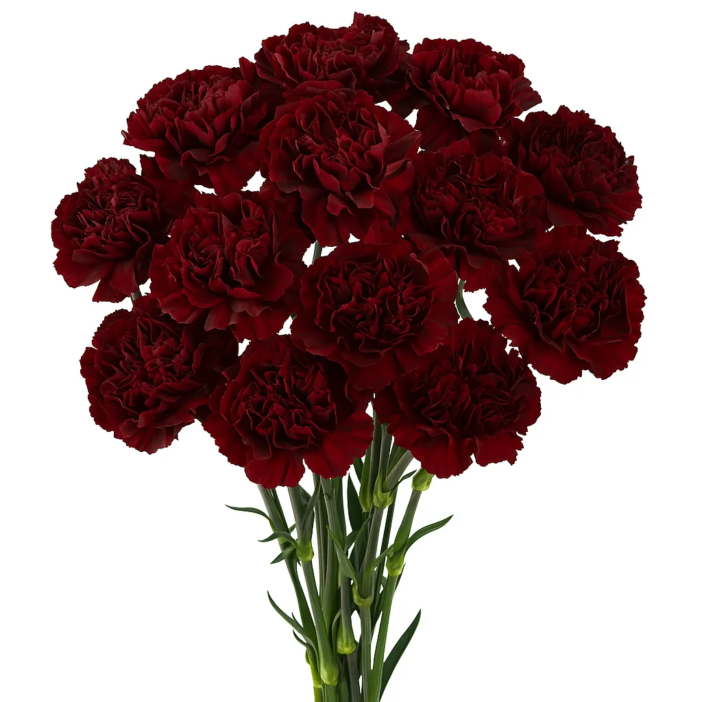 Fresh-cut Burgundy Carnations arranged for a formal event, featuring deep hues and long-lasting blooms.