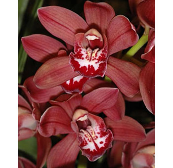Wholesale Cymbidium Orchids