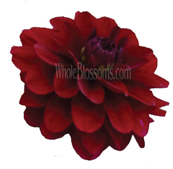 Burgundy Dahlia Flower