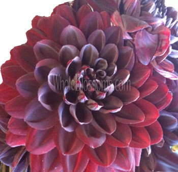 Burgundy Dahlia Flowers