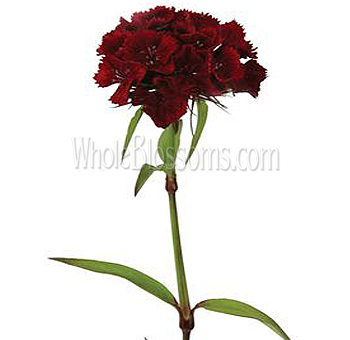 Velvety violet-toned burgundy Dianthus, perfect for romantic wedding themes, floral styling, or luxury arrangements.
