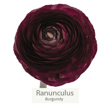 Burgundy ranunculus, radiating passionate elegance.