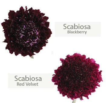 Burgundy scabiosa, adding depth with intense hue.