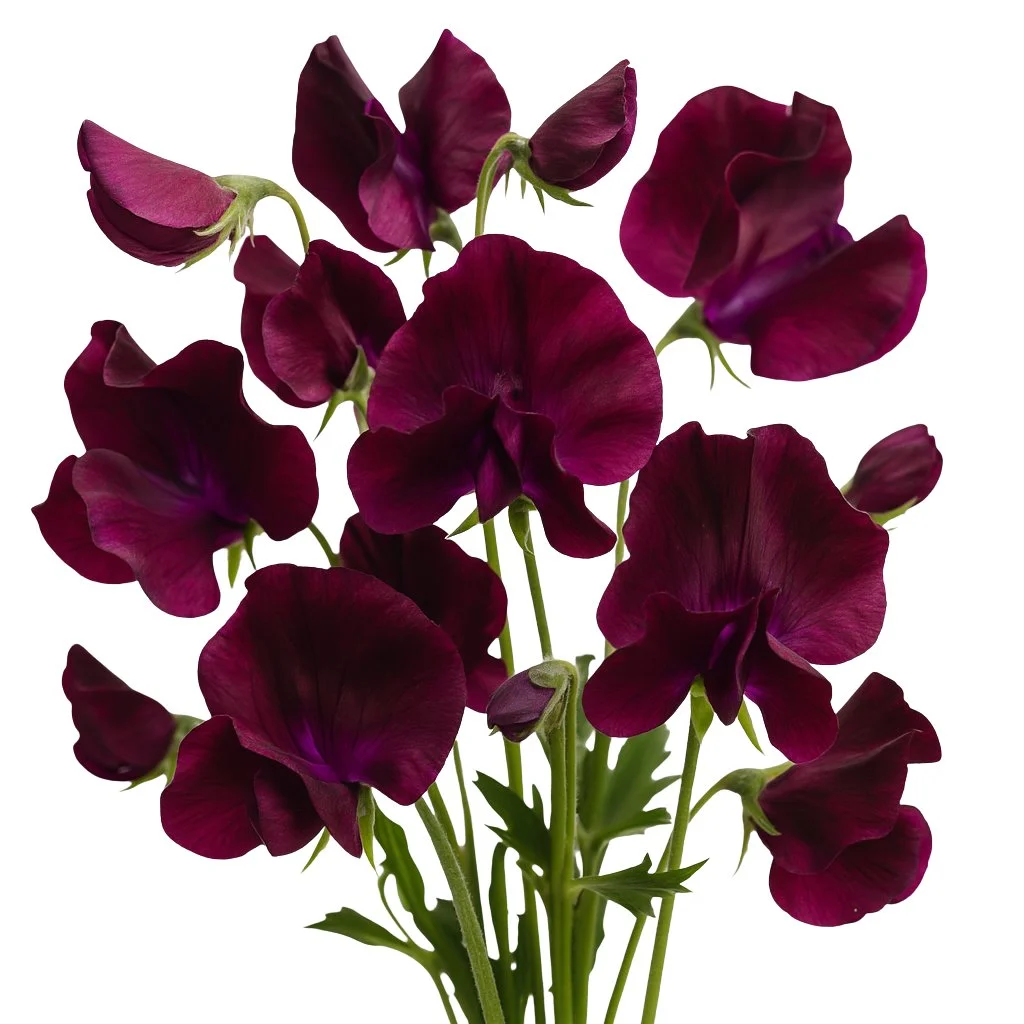 Deep-toned burgundy sweet peas add rich color and romance to wedding bouquets, centerpieces, and special floral gifts.