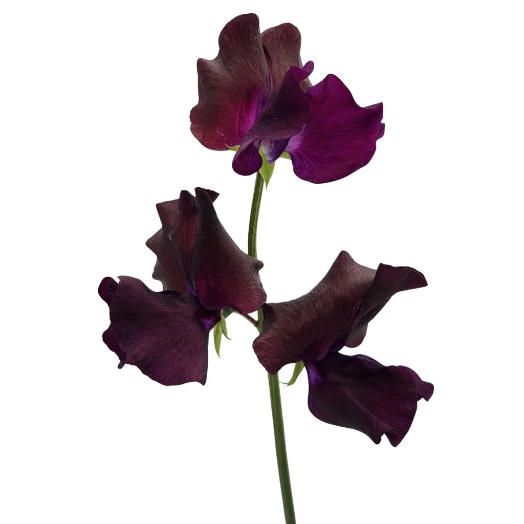Elegant purple burgundy sweet peas bring depth and charm to weddings, events, and premium floral designs in bulk and wholesale.