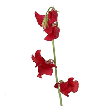 Burgundy sweet pea flowers, perfect for wedding bouquets, arches, centerpieces, and romantic event floral arrangements.
