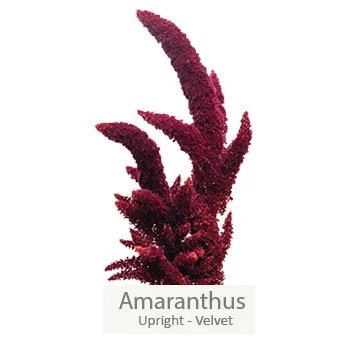 Burgundy velvet amaranthus in floral bundle, adding rich texture and intense color.