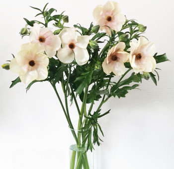 Melissa butterfly ranunculus in blush pink adds airy romance to weddings, spring events, and luxury gifts.