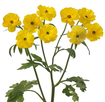 Dark yellow butterfly ranunculus with airy petals, perfect for summer weddings, floral gifts, and premium designs.