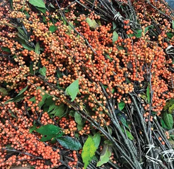 Vibrant fall branches adorned with striking red and peachy orange berries, capturing the essence of autumn\'s rich color palette.