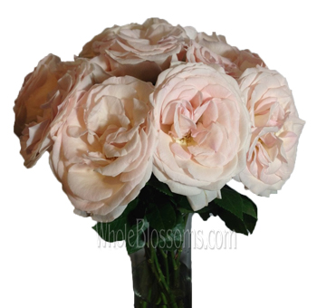 Vase arrangement of Prince Jardinier Garden Roses, highlighting their soft blush tones.
