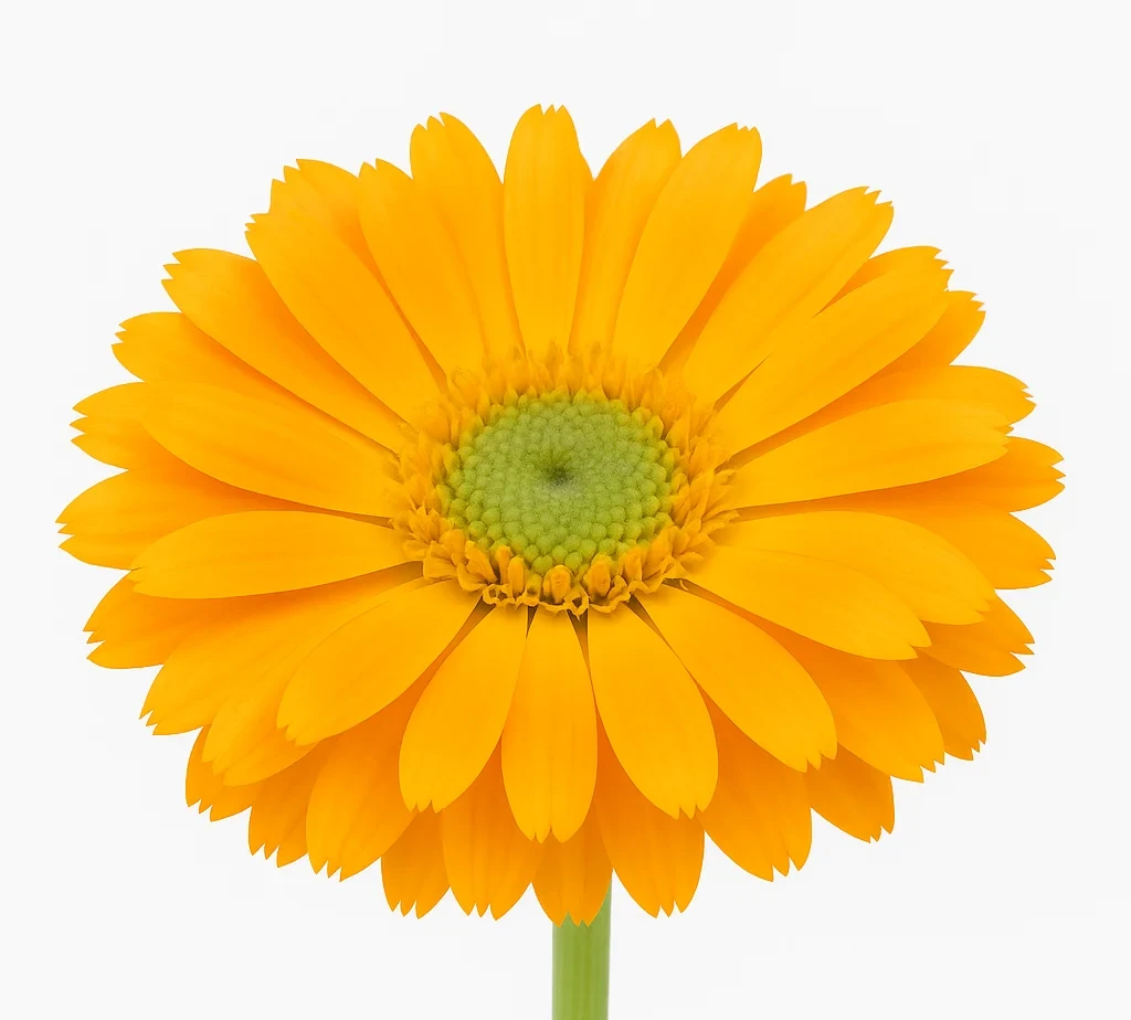 Wholesale orange calendula flowers in bulk—vibrant blooms ideal for weddings, floral designs, skincare crafts, and DIY herbal event décor arrangements.