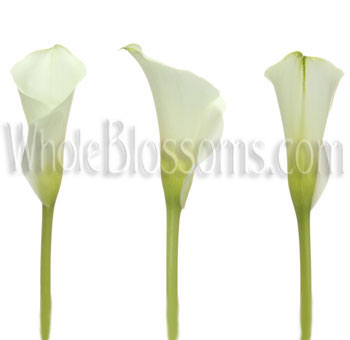 Elegant white mini Calla lily flowers, ideal for sophisticated wedding bouquets and event centerpieces.