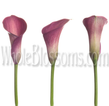 Graceful mini calla lilies in rich dark pink tones, ideal for luxury weddings, floral gifts, and upscale arrangements.