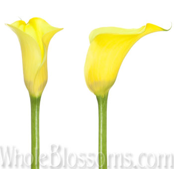 Bold yellow calla lilies bring sunshine tones to weddings, bridal florals, or bright and elegant flower arrangements.