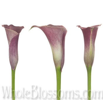 Three elegant dark pink Calla Lilies with gradient petals, transitioning from rich magenta to pale pink at the base, accompanied by long green stems.