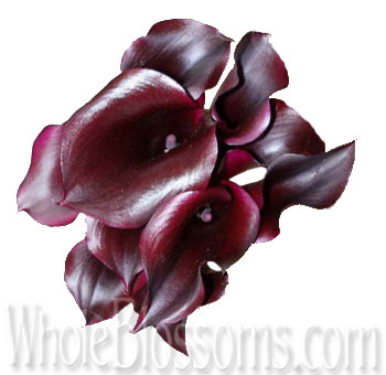 Chocolate Calla Lilies Flower Long