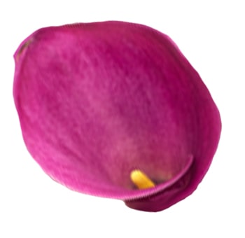 Close-up view of a single dark pink Calla Lily bloom, highlighting its curled shape and vivid yellow stamen at the center.