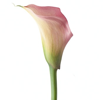 Coral Calla Lily Flower