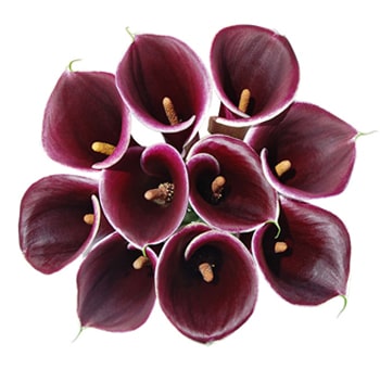 Dark Purple Mini Callas Long
