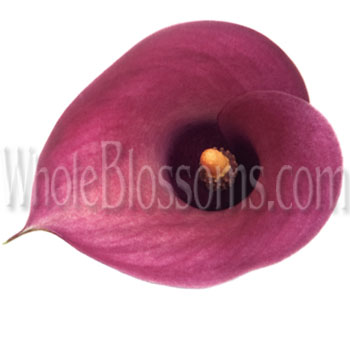 Romantic dark pink mini calla lilies with sculpted petals, perfect for weddings, bridal bouquets, and elegant floral designs.