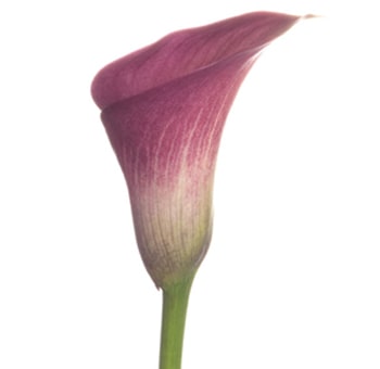 Hot Pink Calla Lilies Long