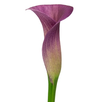 Calla Lily Lavender flowers