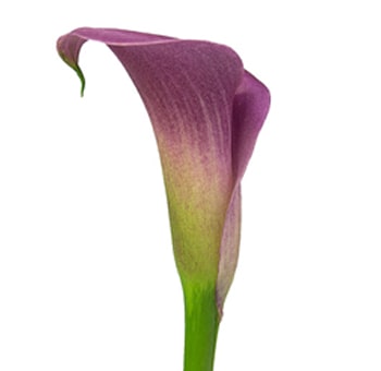 Calla Lily Fresh Cut