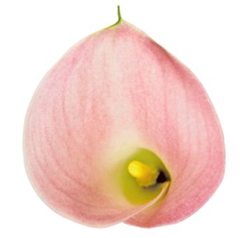 Top view of a single pink mini Calla Lily, showcasing its curled, cup-shaped bloom with a yellow stamen in the center.