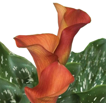 Bright orange mini calla lilies bring bold energy to weddings, sunset bouquets, and premium floral arrangements.