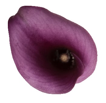 Calla Lily Purple Flower Bouquets