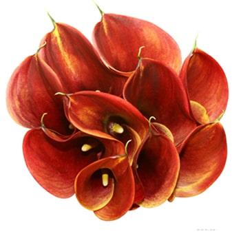 Calla Lily Forest Oak Orange Flowers