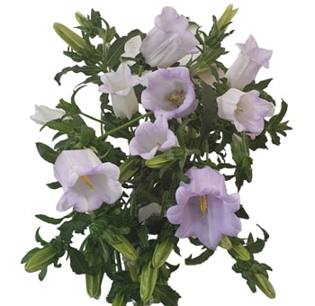 Campanula