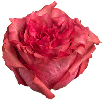 Dark Pink Cream Garden Roses - Caralinda Dark Pink Cream Garden Roses - Caralinda