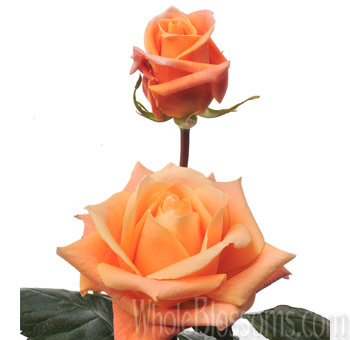 Caramba Orange Roses with vivid orange petals and soft gradient tones, perfect for summer weddings, tropical celebrations, and vibrant floral arrangements.