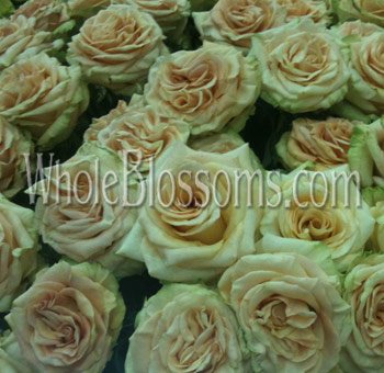 Bouquet of Caramel Antique Garden Roses featuring soft caramel tones and creamy white edges, ideal for weddings, events, and vintage floral designs.