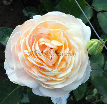 Caramel Antique Garden Roses with creamy ivory petals and soft caramel tones, ideal for vintage-themed weddings, rustic events, and timeless floral arrangements.