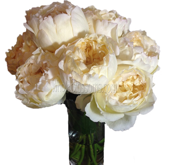 A bouquet of Caramel Piaget Just Peachy Garden Roses in full bloom with a mix of creamy and peach hues, arranged in a glass vase.