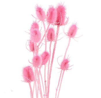 Cardo Dried - Bleached Pink