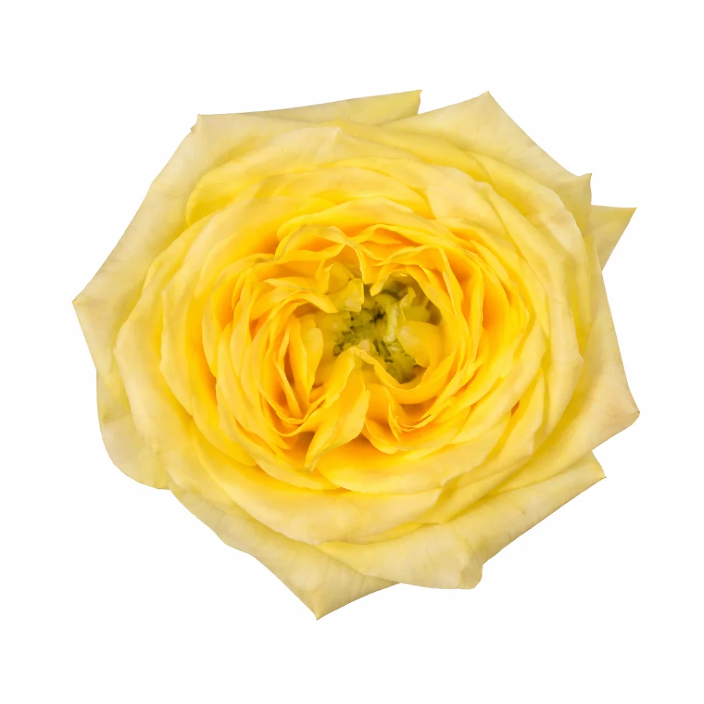 Carina Yellow Garden Roses Carina Yellow Garden Roses