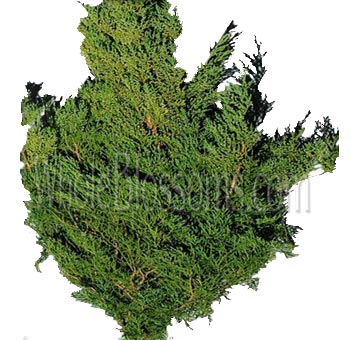 Elegant gold-tipped cedar greenery, perfect for winter weddings, luxury events, or holiday floral arrangements.