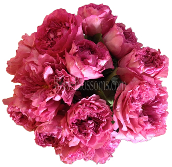 Bouquet of Janelle Peony Dark Pink Roses in full bloom, perfect for weddings.